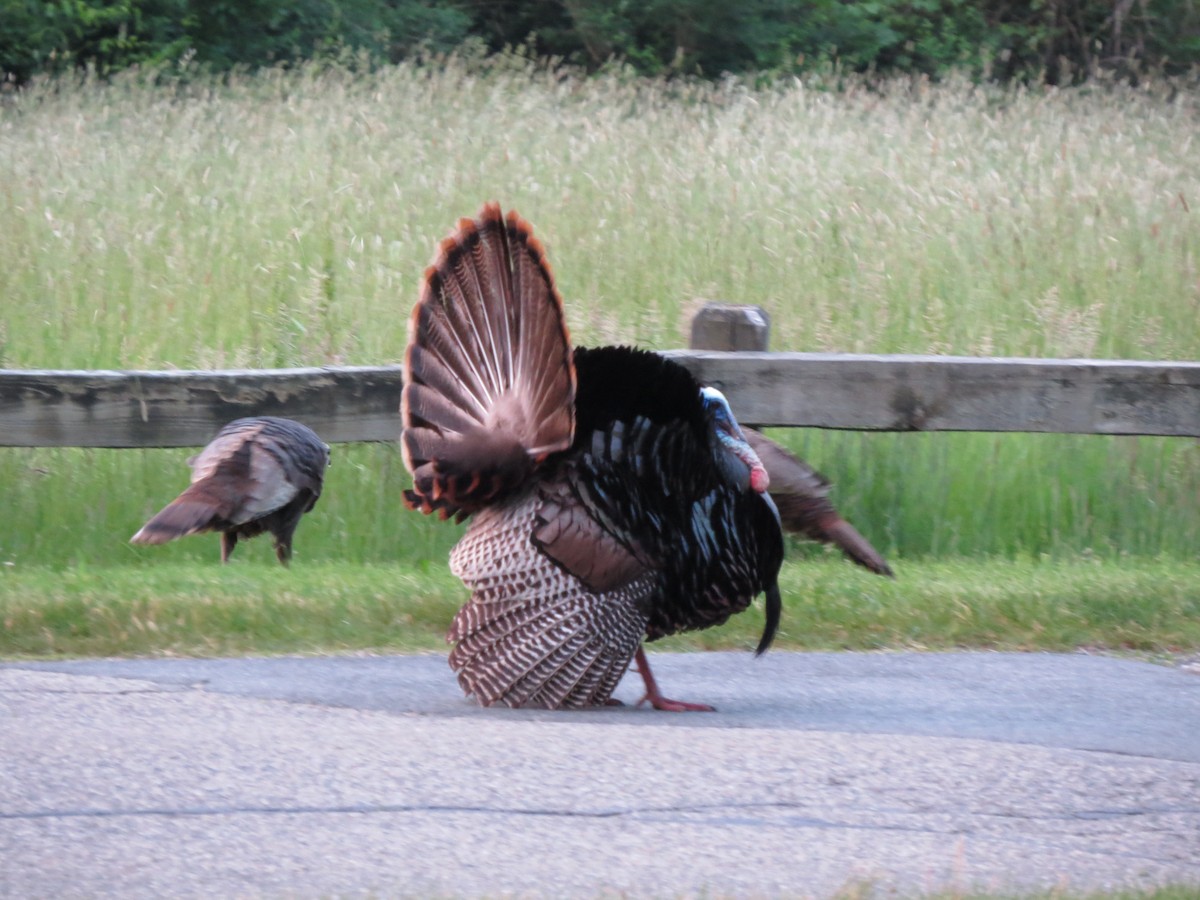 Guajolote Gallipavo - ML637173987