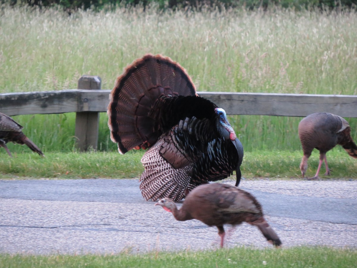 Guajolote Gallipavo - ML637173988