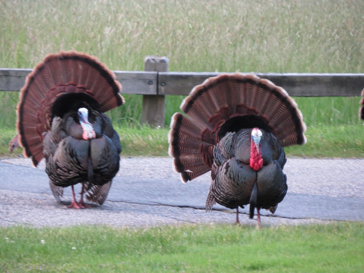 Guajolote Gallipavo - ML637173989
