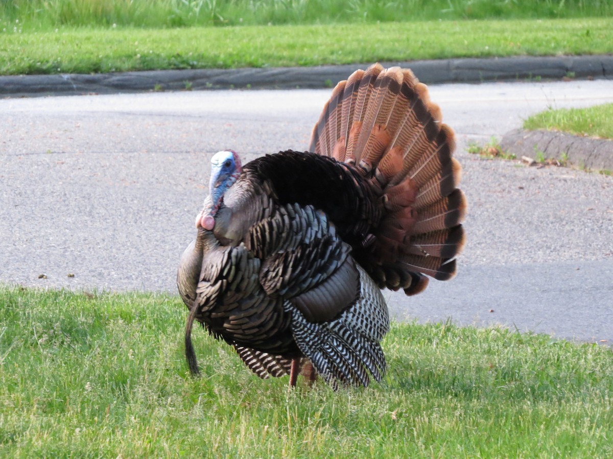 Guajolote Gallipavo - ML637173994