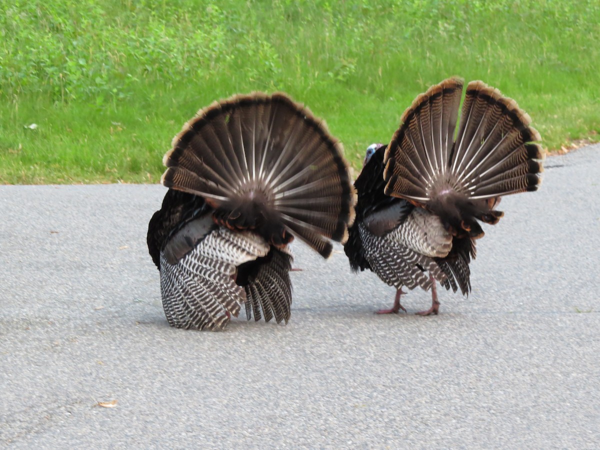 Guajolote Gallipavo - ML637173995