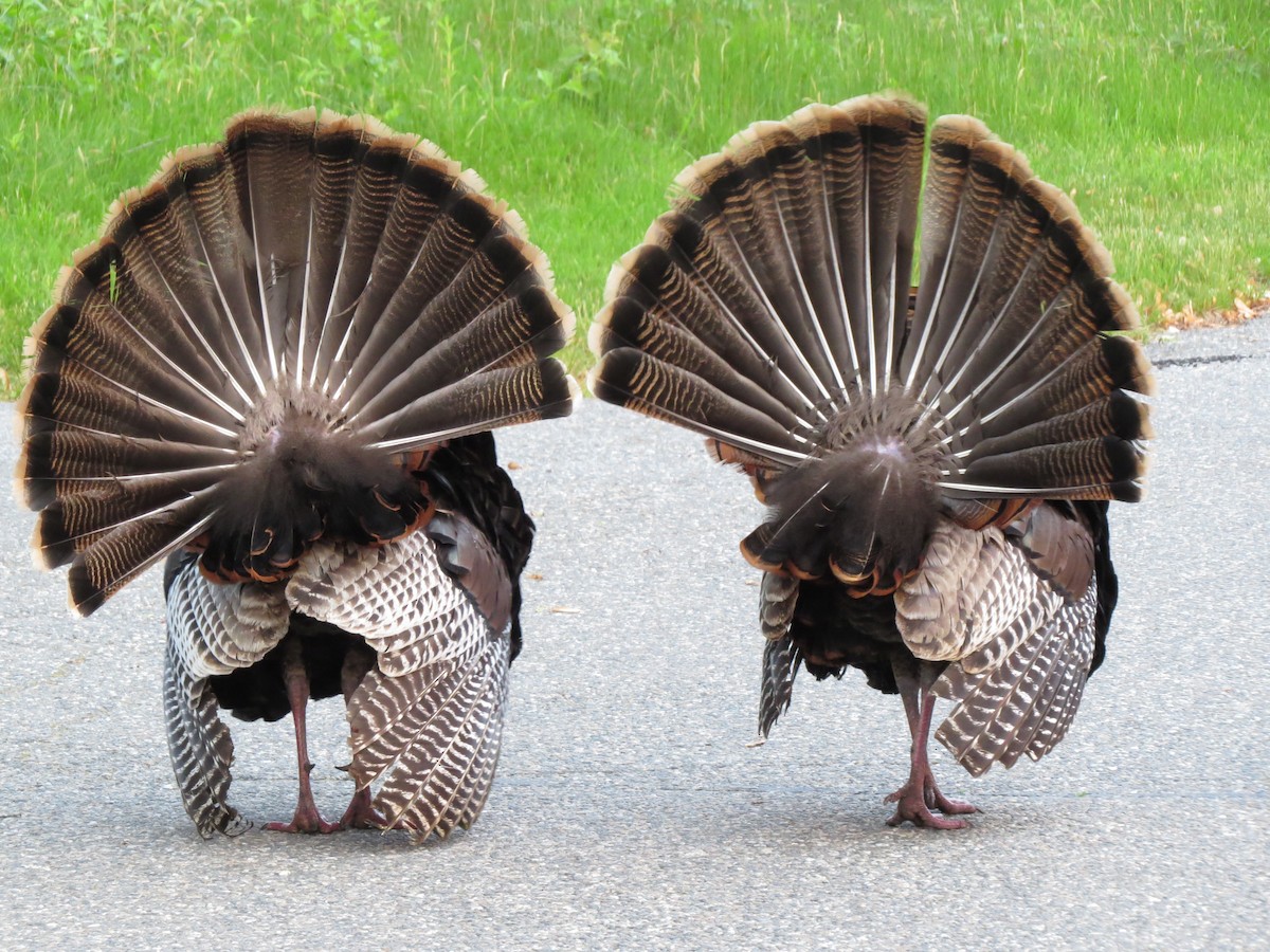 Guajolote Gallipavo - ML637173996