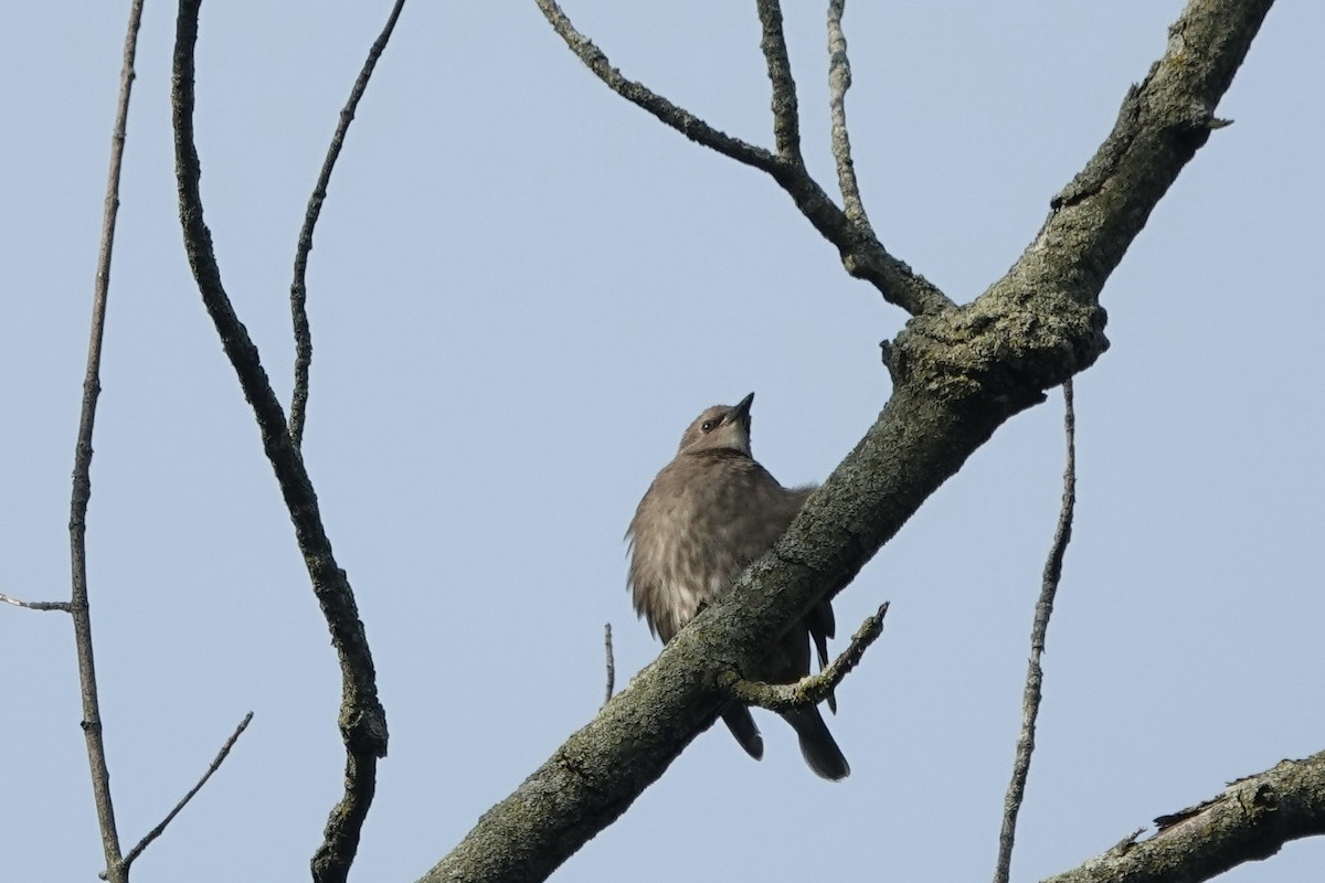 Red-bellied Woodpecker - ML637174002
