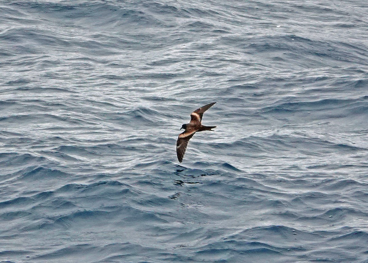 Markham's Storm-Petrel - ML637174050