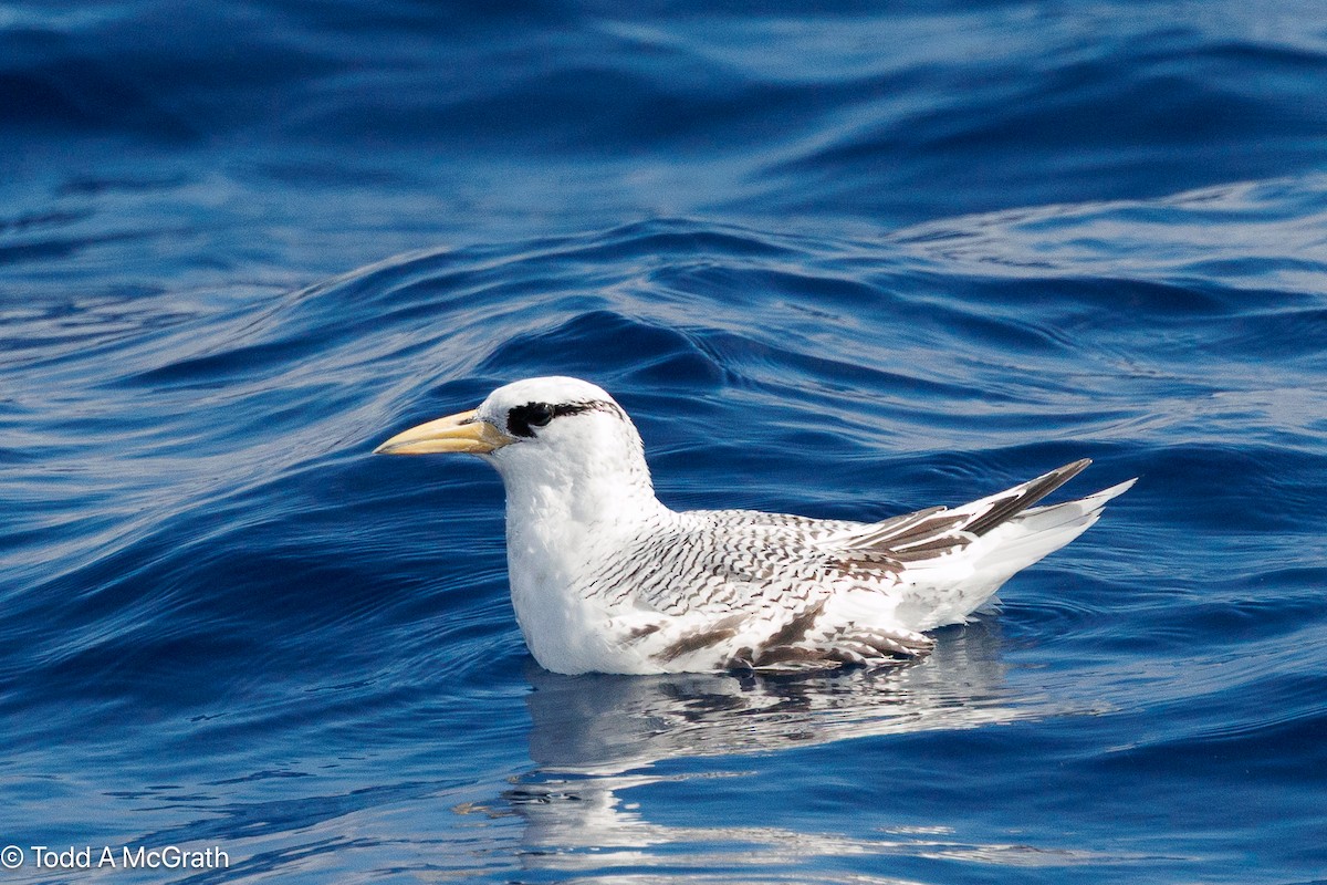 פיתון ים-סוף - ML637174100