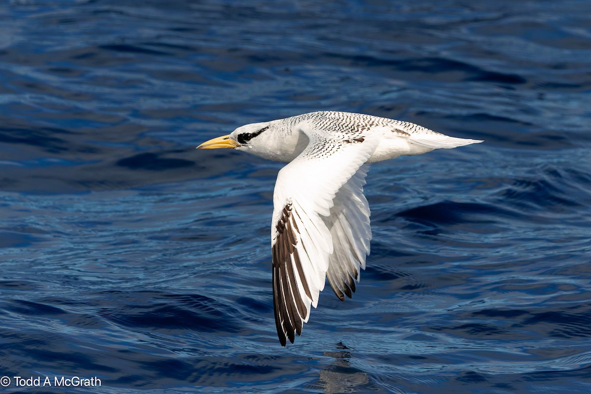 פיתון ים-סוף - ML637174101