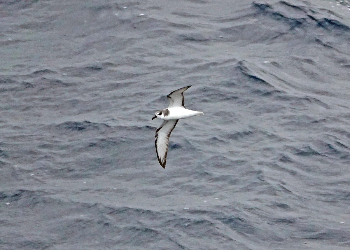 Masatierra Petrel - ML637174144