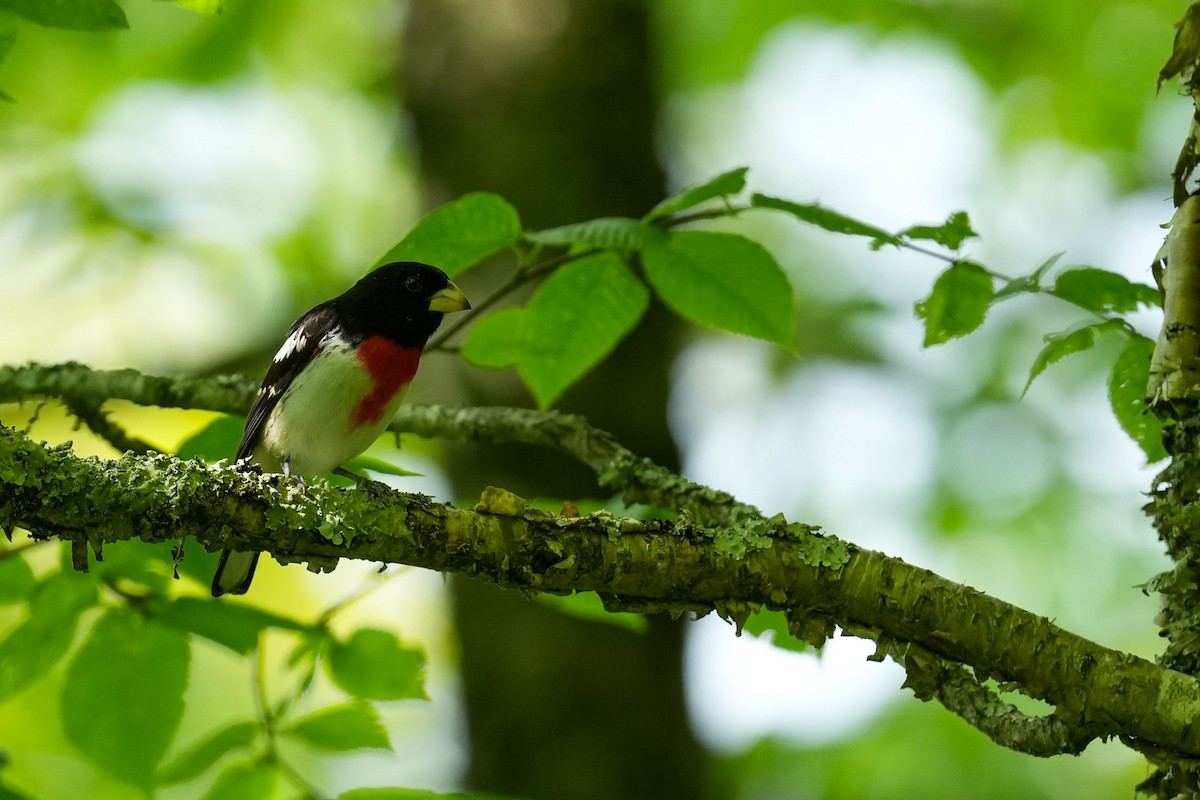 Rose-breasted Grosbeak - ML637174169