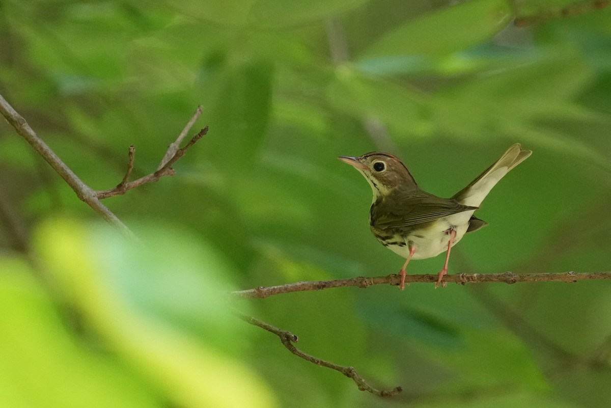 Ovenbird - ML637174179