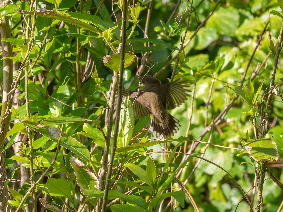 Gray Gerygone - ML637174232