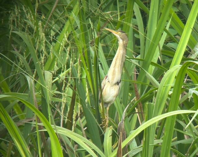 Least Bittern - ML637174271