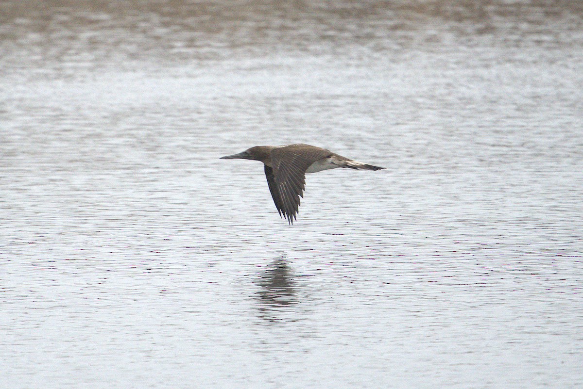 Blue-footed Booby - ML637174285