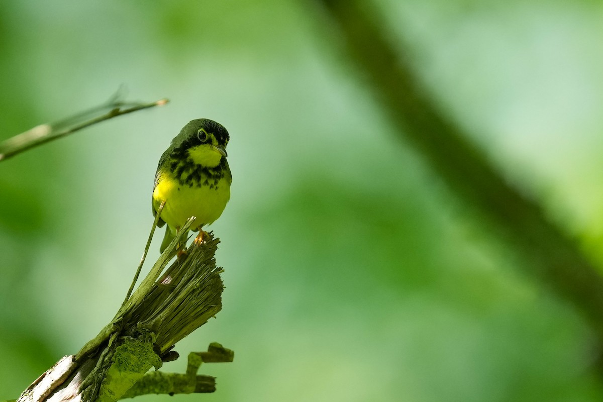 Canada Warbler - ML637174310