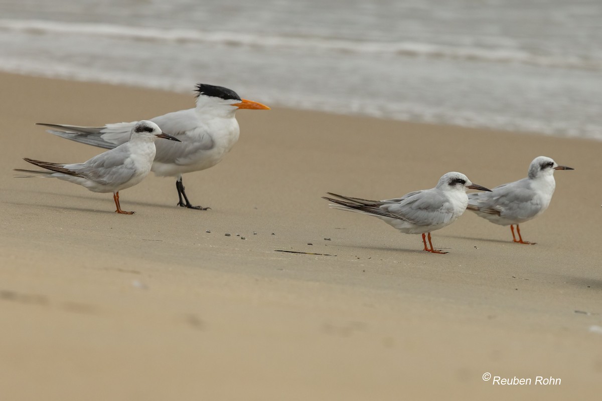 Sterne de Forster - ML637174312