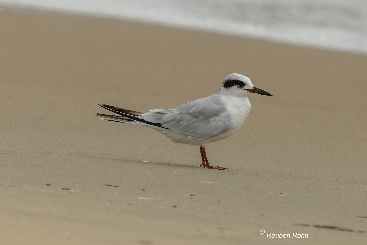 Sterne de Forster - ML637174313