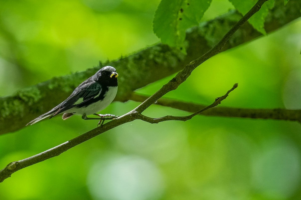 Black-throated Blue Warbler - ML637174342
