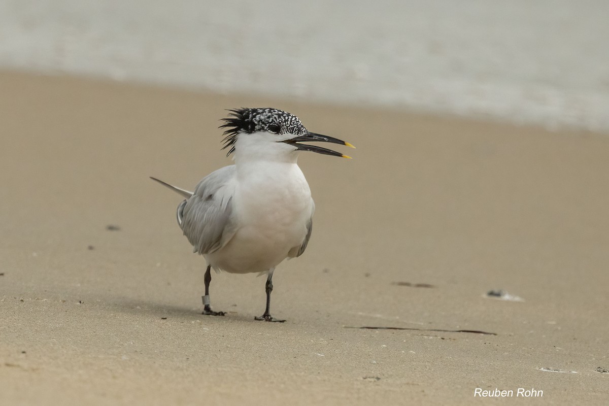 Sterne caugek - ML637174344