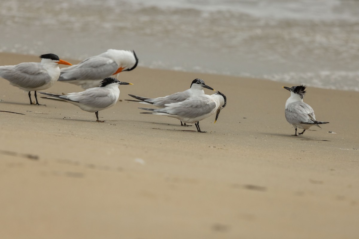 Sterne caugek - ML637174345