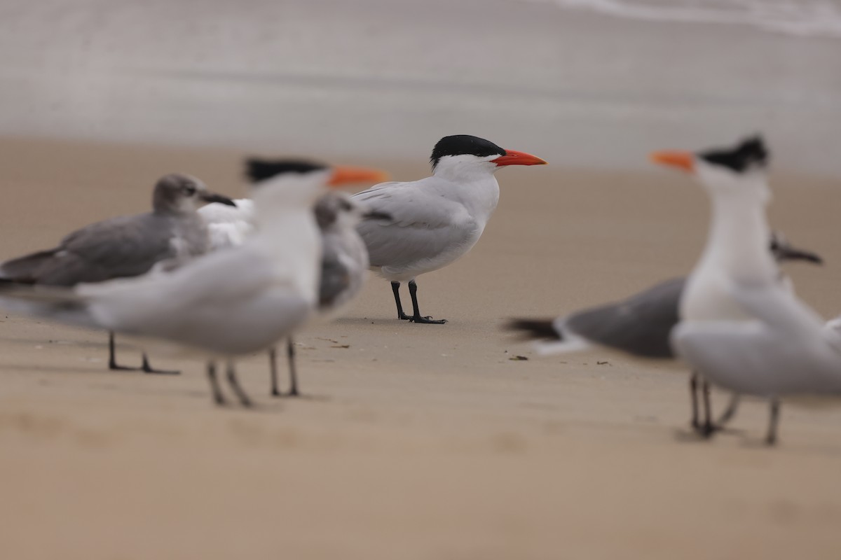 Sterne caspienne - ML637174372