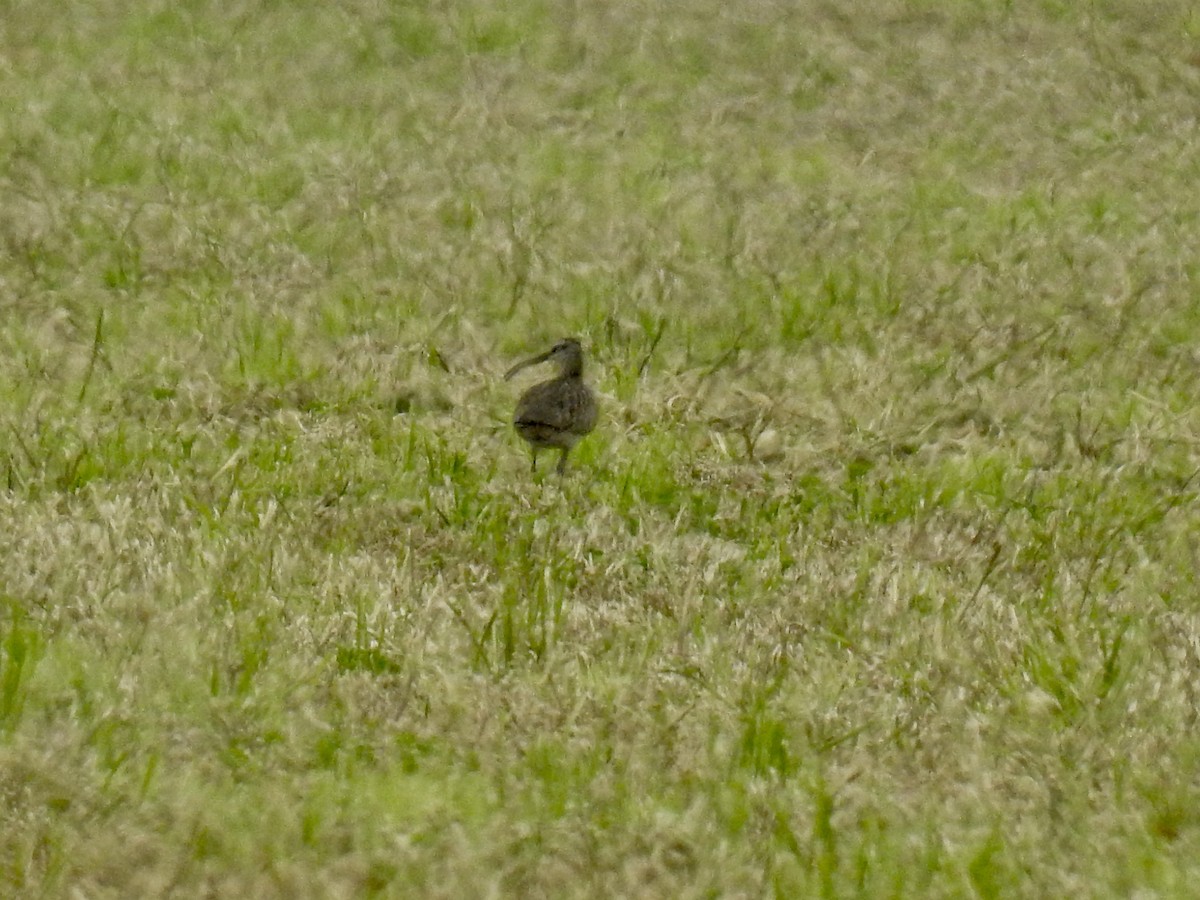 Hudsonian Whimbrel - ML637174412