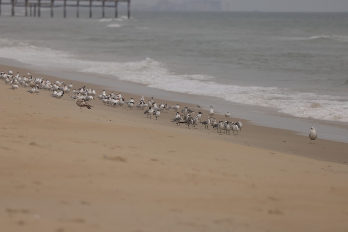 Mouette atricille - ML637174458