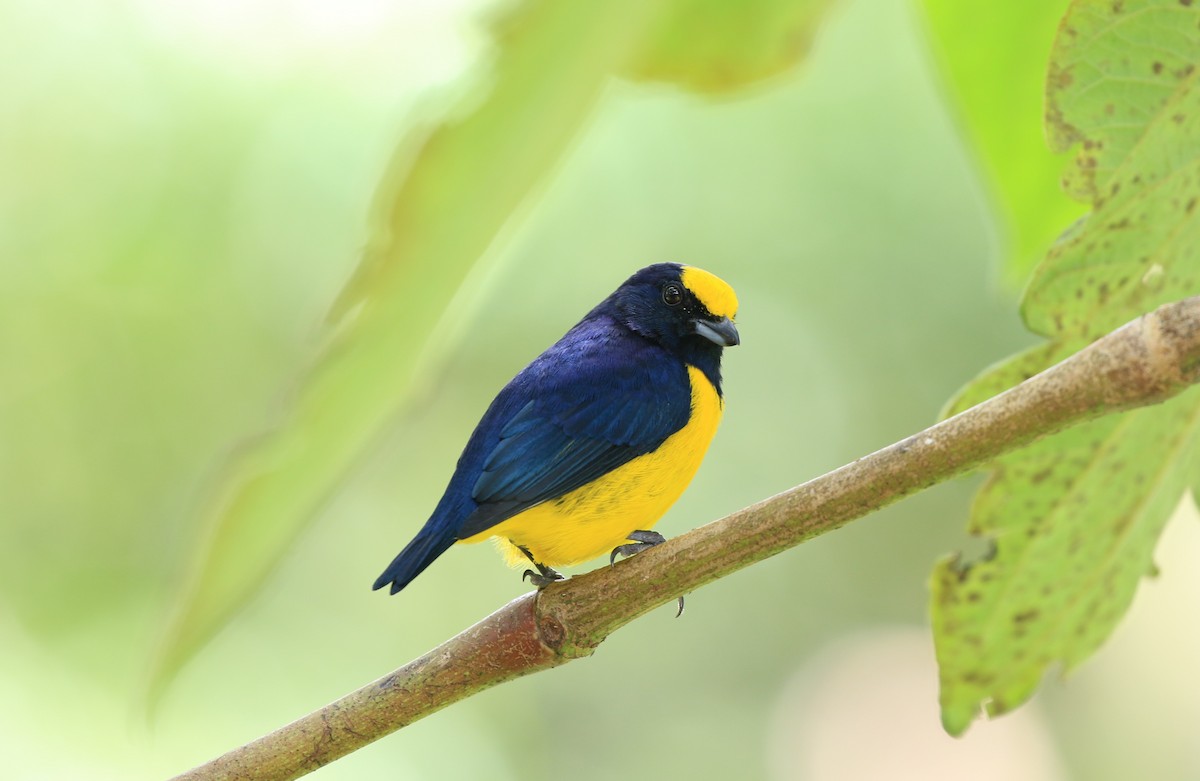 Yellow-crowned Euphonia - ML637174459