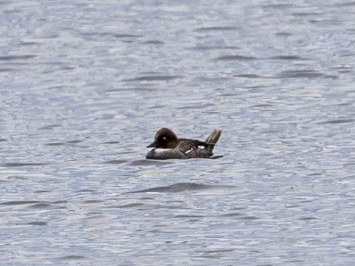 Common Goldeneye - ML637174512