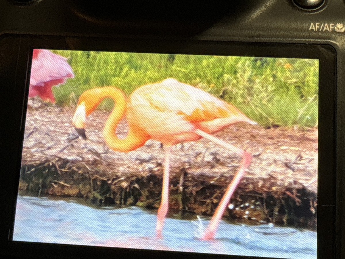 American Flamingo - ML637174539