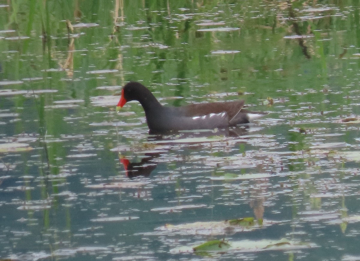 Common Gallinule - ML637174549