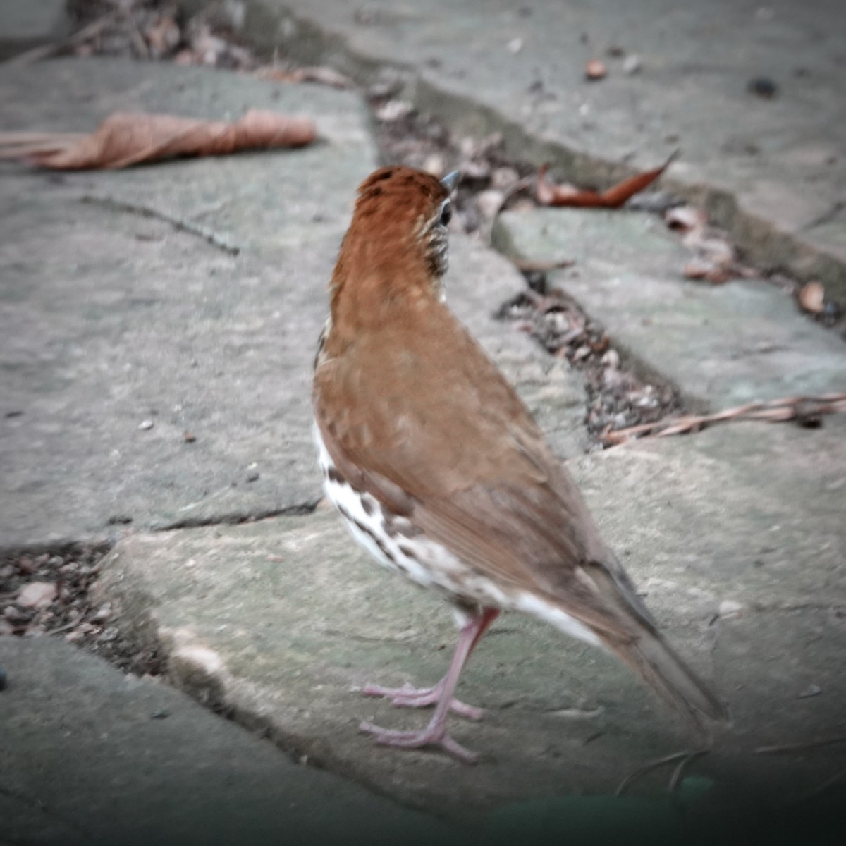 drozd rezavohlavý - ML637174564