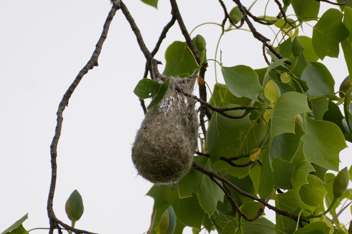 Baltimore Oriole - ML637174667