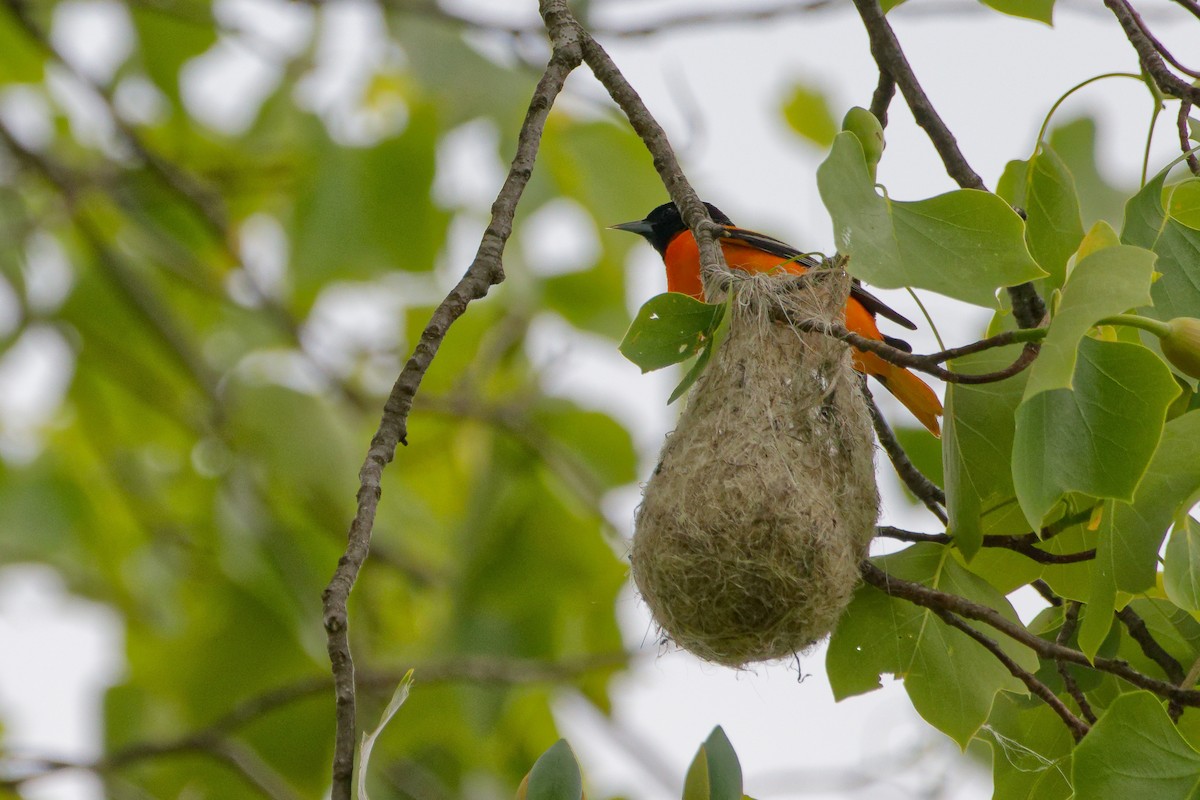 Baltimore Oriole - ML637174668