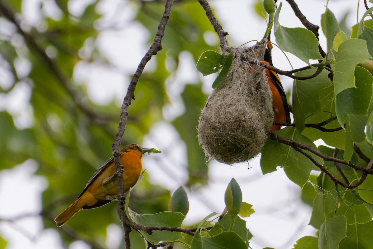 Baltimore Oriole - ML637174669
