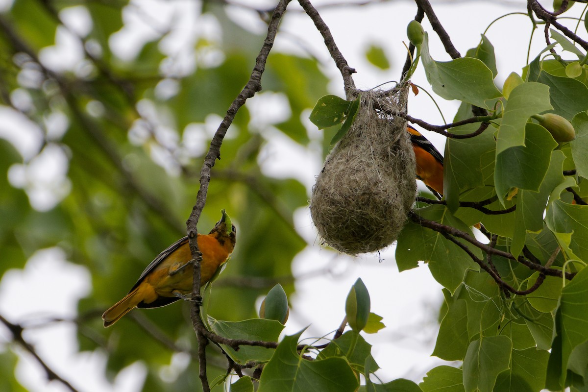 Baltimore Oriole - ML637174670