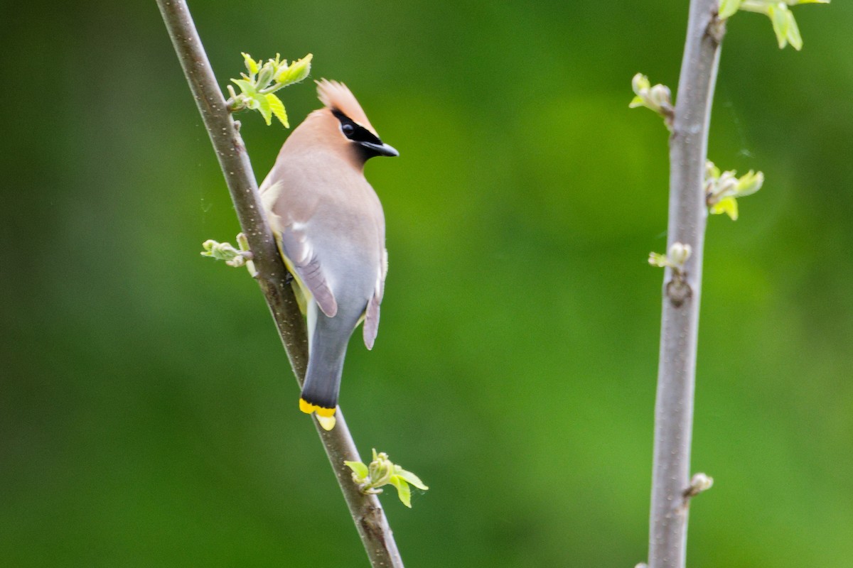 Cedar Waxwing - ML637174788