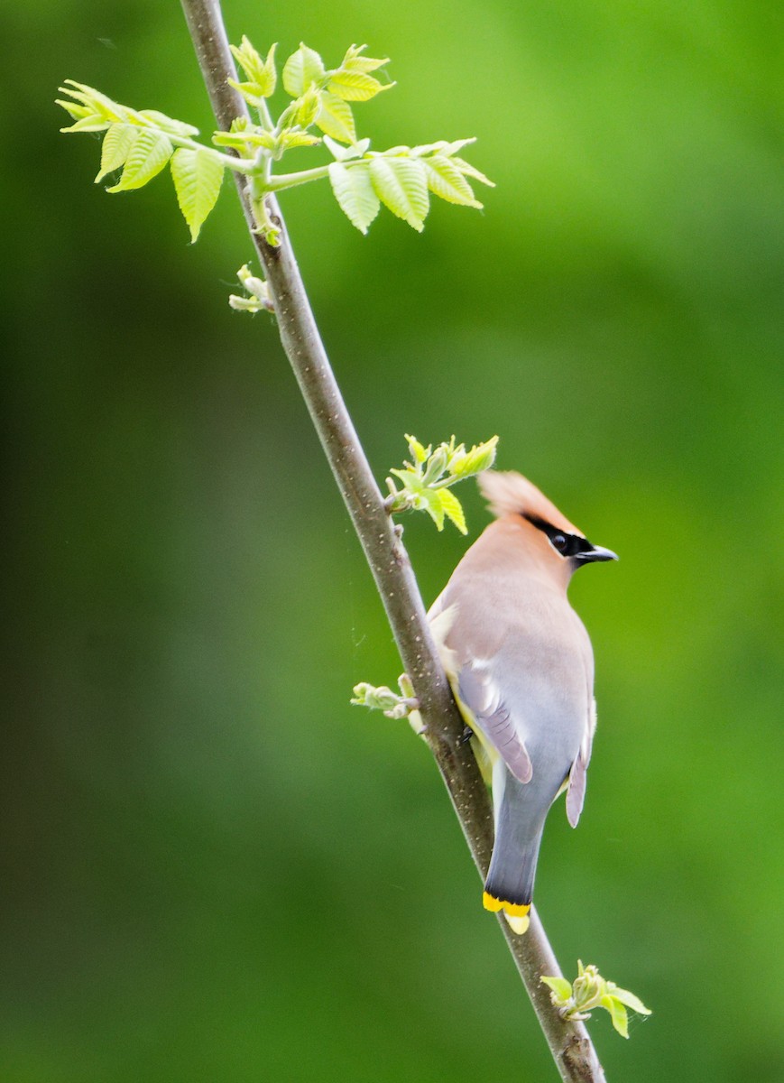 Cedar Waxwing - ML637174789