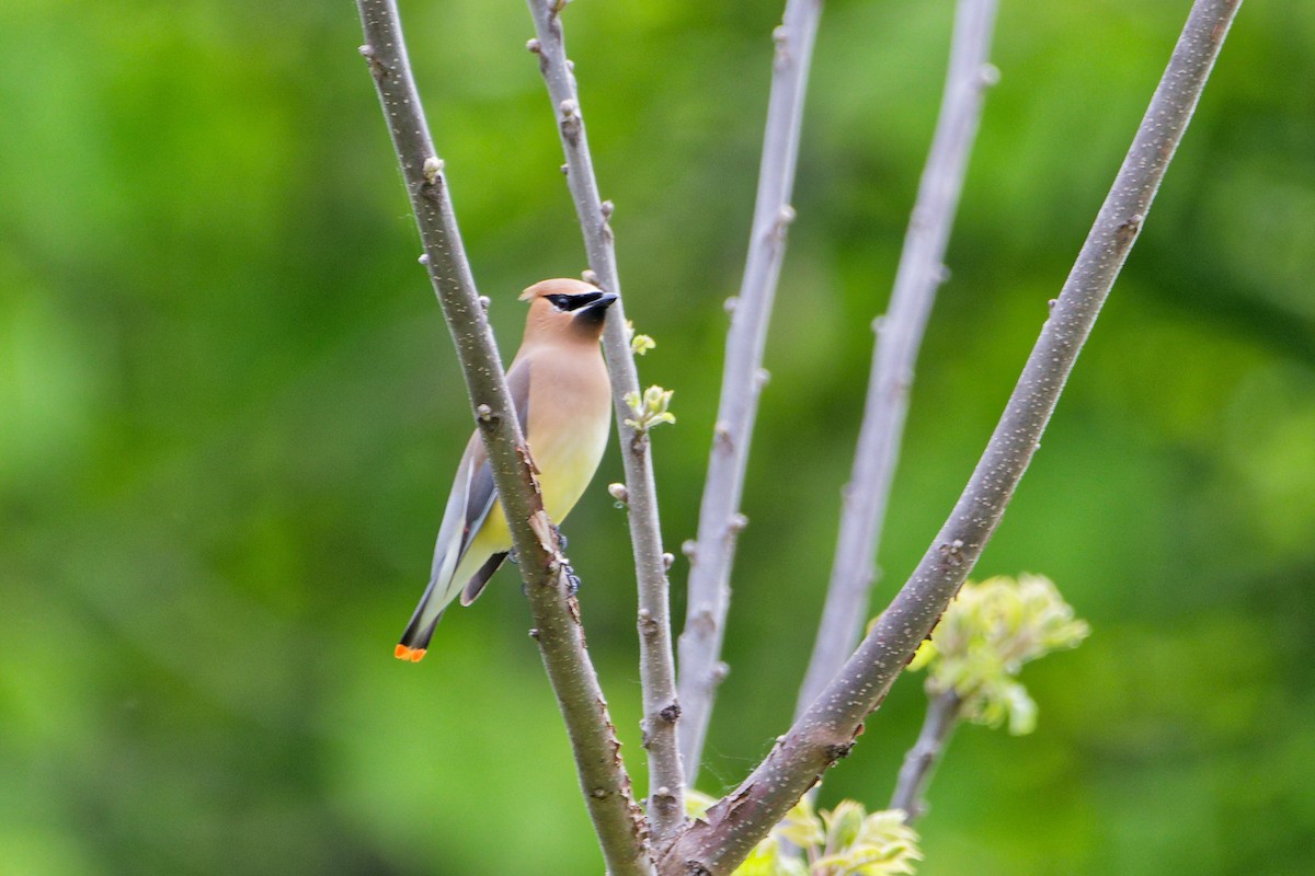 Cedar Waxwing - ML637174790