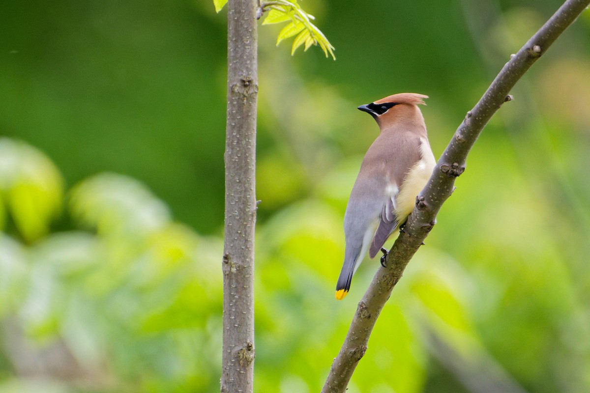 Cedar Waxwing - ML637174791