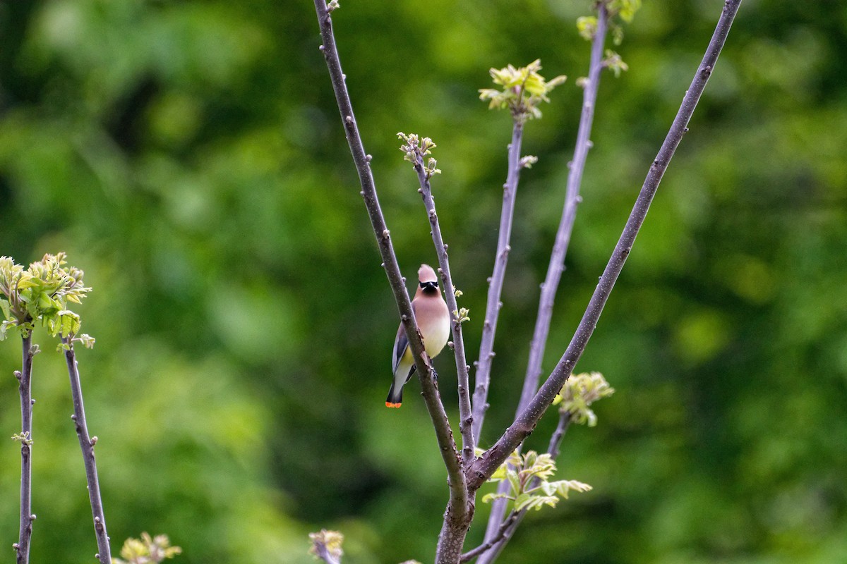 Cedar Waxwing - ML637174792