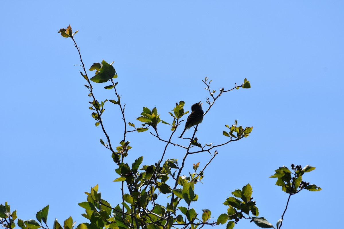 tyranovec vrbový - ML637174861