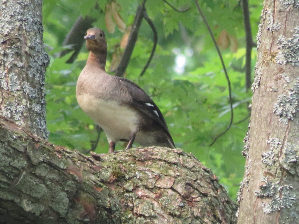 Hooded Merganser - ML637174960