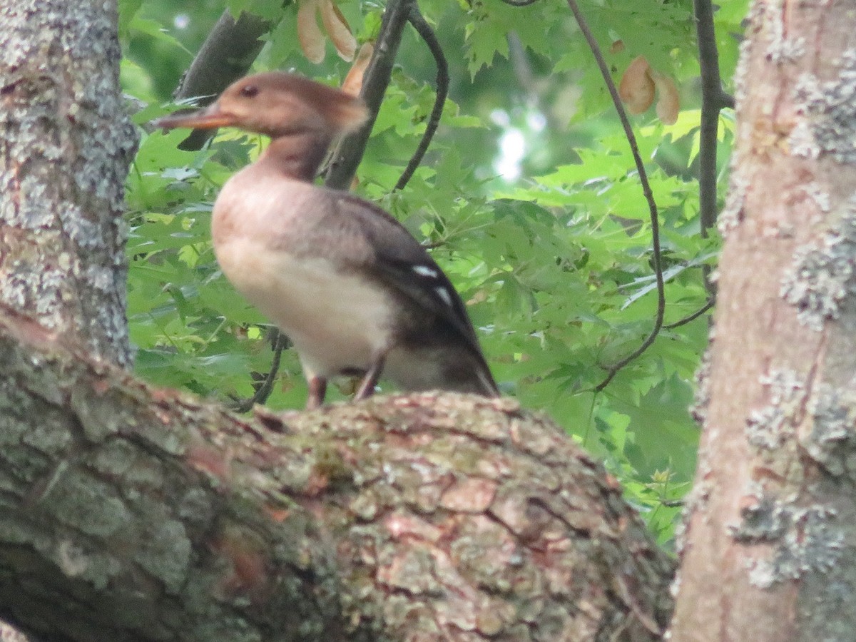 Hooded Merganser - ML637174961