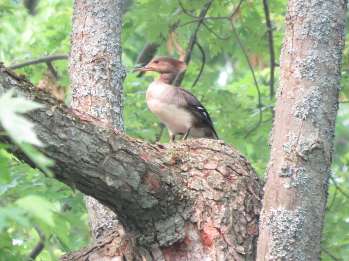 Hooded Merganser - ML637174962