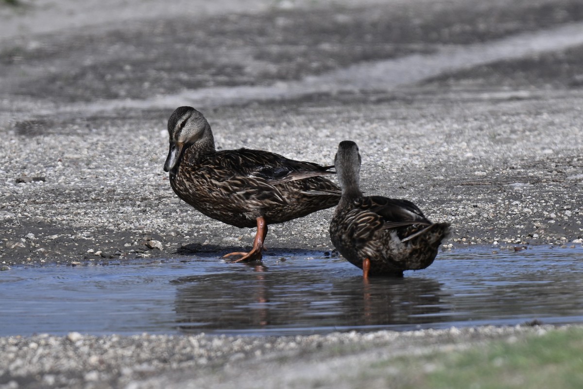 Mallard x Mottled Duck (hybrid) - ML637174976