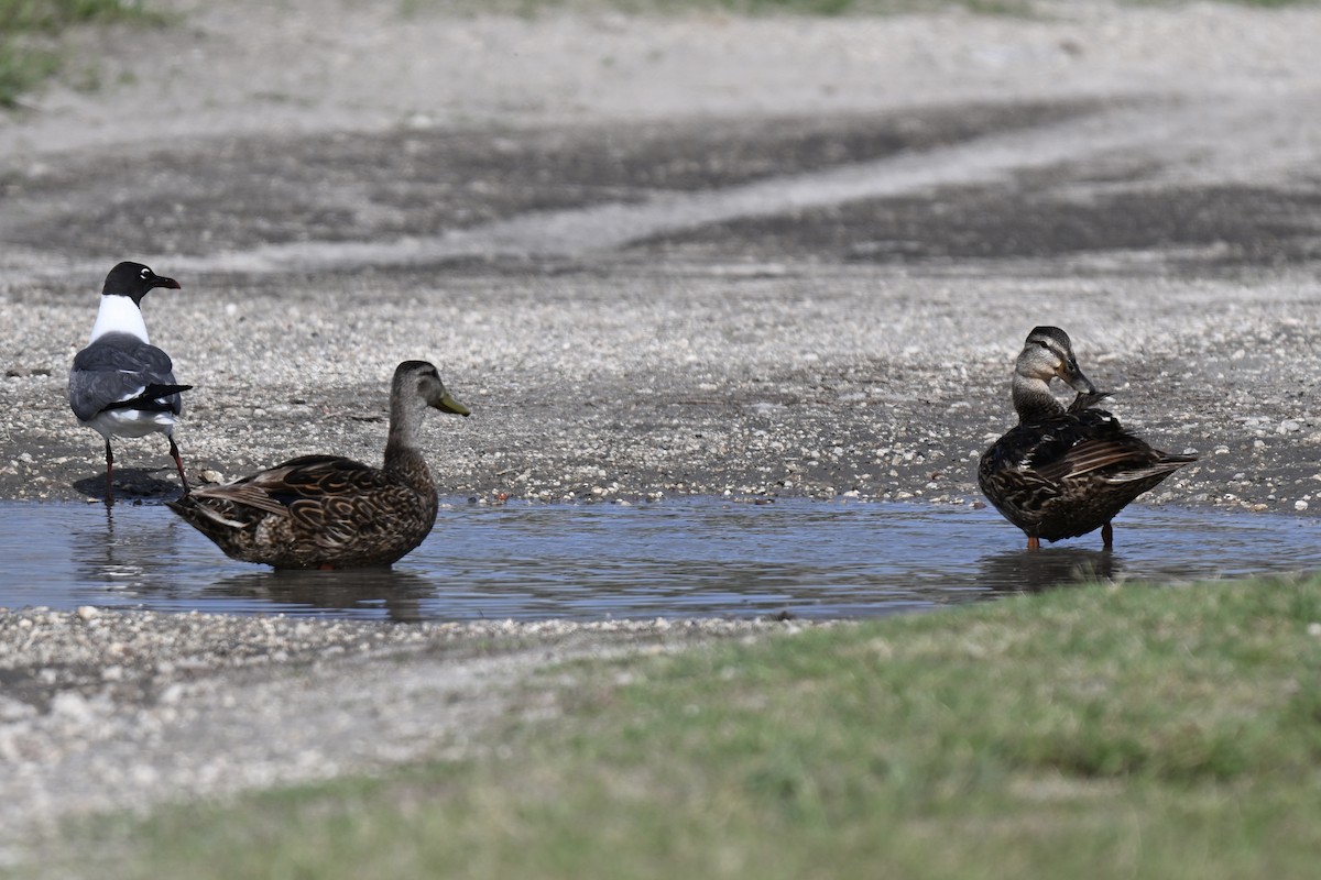 Mallard x Mottled Duck (hybrid) - ML637174977