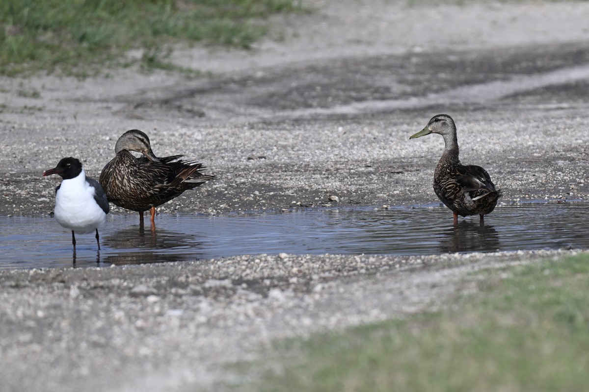 Mallard x Mottled Duck (hybrid) - ML637174978
