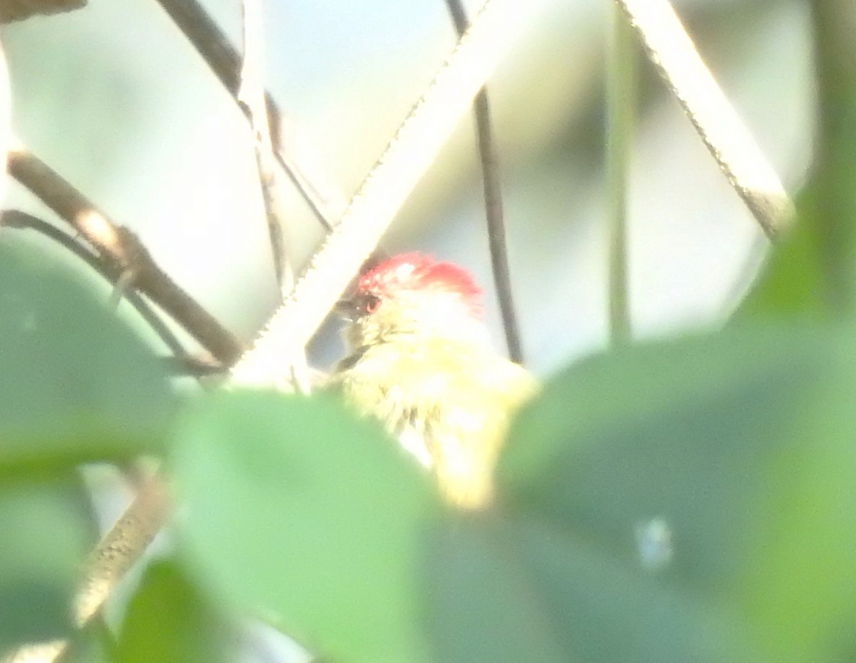 Striolated Manakin - ML637175096