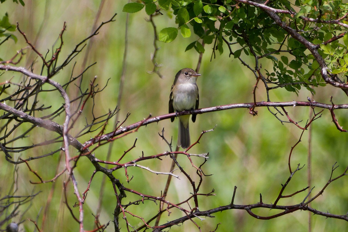 Willow Flycatcher - ML637175191