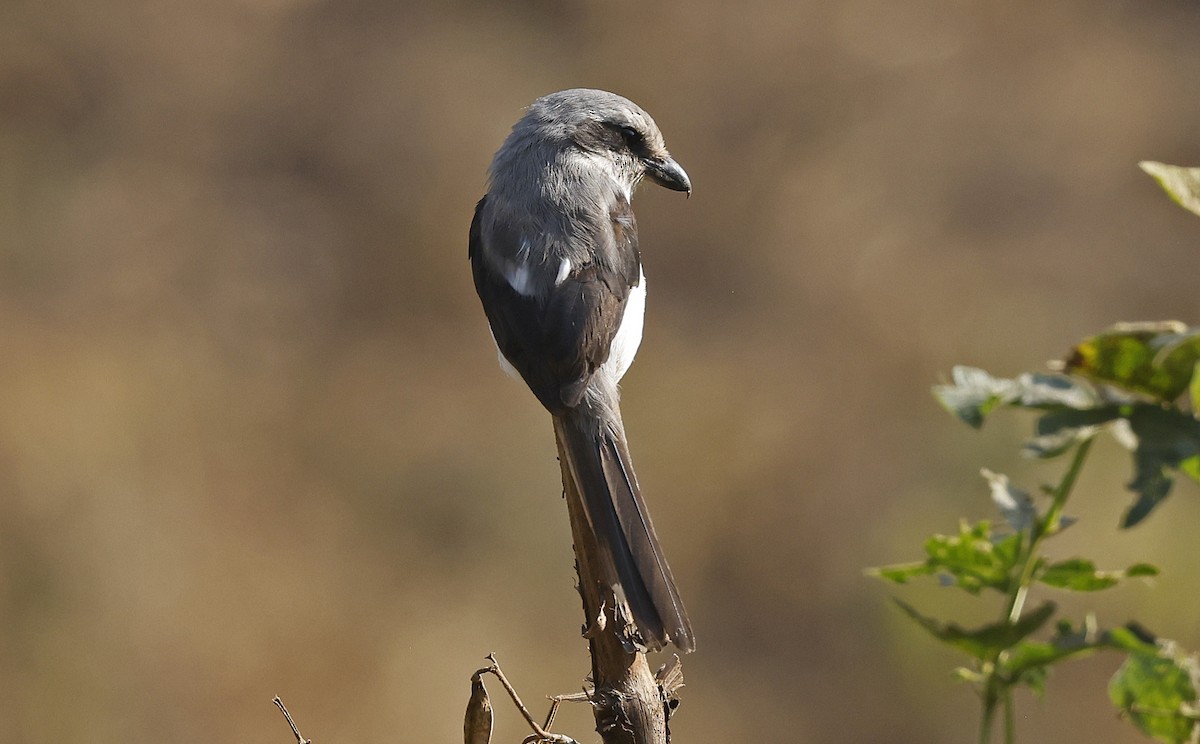 Mackinnon's Shrike - ML637175212