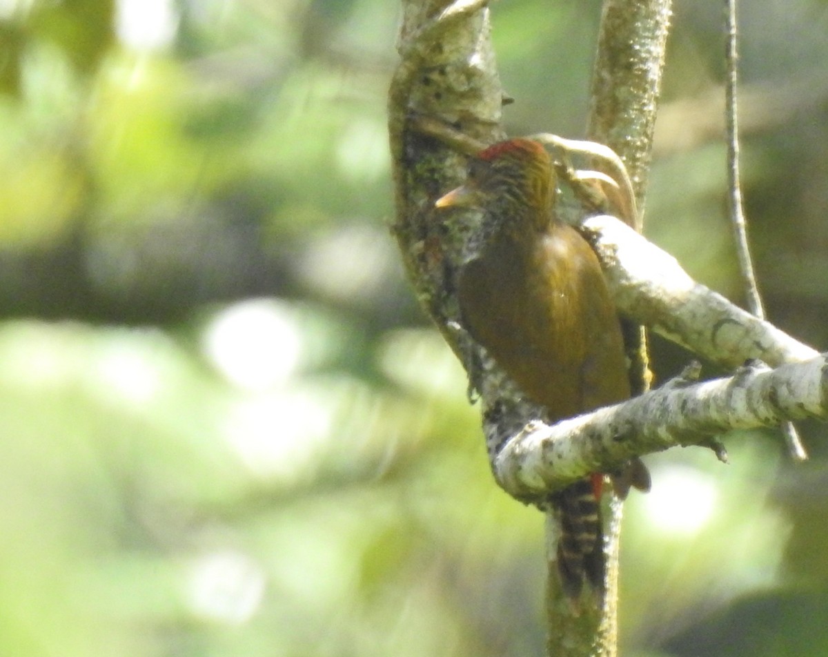Red-rumped Woodpecker - ML637175300
